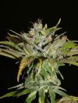 Sheberghan Hashplant Regular Seeds - 12
