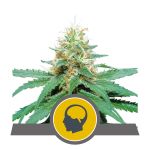 Amnesia Haze Zwykły Nasiona - 10