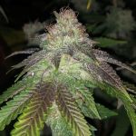 Kuntz Feminised Seeds - 5
