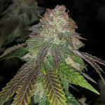 Kuntz Feminised Seeds - 5