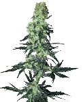 Amnesia White Regular Seeds - 10