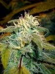 Jamaican OG Feminisiert Samen - 6