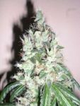 Jamaican OG Feminisiert Samen - 6