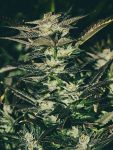 Jupiter OG Kush Feminisiert Samen - 6