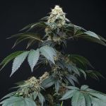 Peach Lassi Regular Seeds - 12