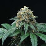 Peach Lassi Regular Seeds - 12