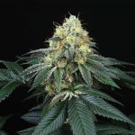 Peach Lassi Regular Seeds - 12