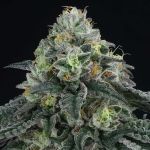 Bingsu Regular Seeds - 12