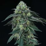 Bingsu Regular Seeds - 12