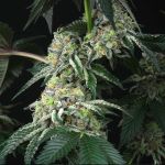 Bingsu Regular Seeds - 12