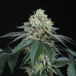 Bingsu Regular Seeds - 12