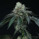 Bingsu Regular Seeds - 12