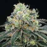 Bingsu Regular Seeds - 12