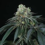 Bingsu Regular Seeds - 12