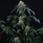 Bingsu Regular Seeds - 12