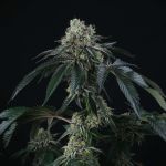 Bingsu Regular Seeds - 12