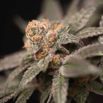 Cherry Tini Regular Seeds - 12