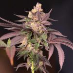 Cherry Tini Regular Seeds - 12
