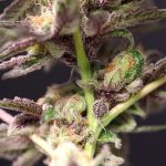 Cherry Tini Regular Seeds - 12