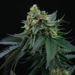 Lime Ozz Feminised Seeds - 6
