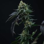 Lime Ozz Feminised Seeds - 6