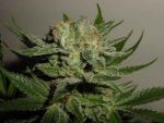 Heavy Duty Fruity Regular Seeds - 5