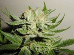 Heavy Duty Fruity Regular Seeds - 5