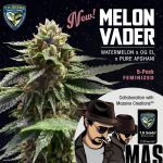 Melon Vader Feminised Seeds - 5+1