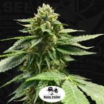 Melon Vader Feminised Seeds - 5+1