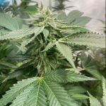 Melon Vader Feminised Seeds - 5+1