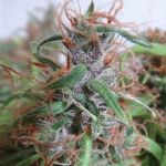 Honduras Régulier Graines - Breeders Pack - 30