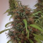 Honduras Régulier Graines - Breeders Pack - 30