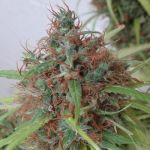 Honduras Régulier Graines - Breeders Pack - 30