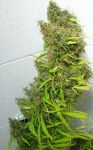 Honduras Régulier Graines - Breeders Pack - 30