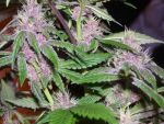 Pakistan Chitral Kush Regular Seeds - Breeders Pack - 30