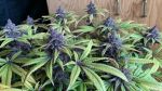 Pakistan Chitral Kush Regular Seeds - Breeders Pack - 30