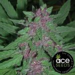 Pakistan Chitral Kush Regular Seeds - Breeders Pack - 30