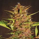 Pakistan Chitral Kush Regular Seeds - Breeders Pack - 30