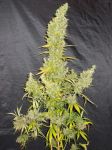 Zamaldelica Regular Seeds - Breeders Pack - 50