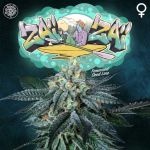Zaizai Feminised Seeds - 6