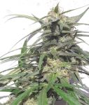 Thai A5 Haze Feminisiert Samen - 5