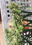 Thai A5 Haze Feminisiert Samen - 5