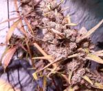 Remedy CBD Feminised Seeds - 10