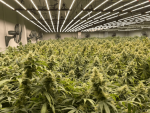 Remedy CBD Feminised Seeds - 10