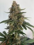 Medtonic CBD Feminised Seeds - 10