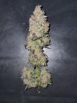 Medtonic CBD Feminised Seeds - 10