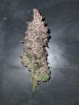 Medtonic CBD Feminised Seeds - 10