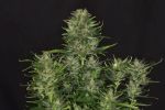 Godfather OG Auto Feminisiert Saatgut - BULK x 100