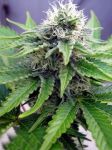Critical Jack Feminised Seeds - BULK x 100