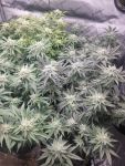 Godfather OG Féminisée Semences - BULK x 100